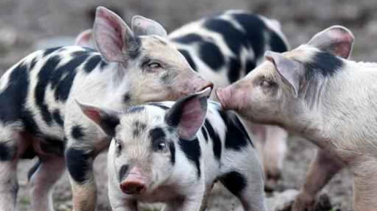 Wetenschappers groeien menselijke organen voor transplantatie in varkens