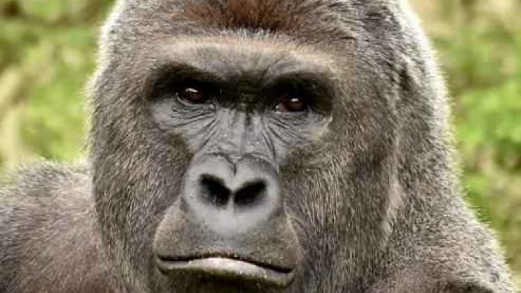 Geen straf voor ouders van kleuter die gered werd van gorilla in Cincinnati