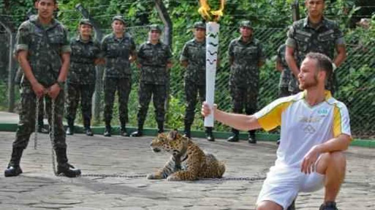 OS 2016 - Jaguar gedood tijdens ceremonie met Olympische vlam