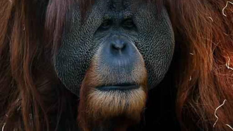 Met uitsterven bedreigd (met dank aan de mens): orang-oetan en walvishaai