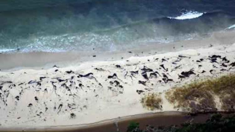 Opnieuw massaal dode walvissen aangespoeld in Chili