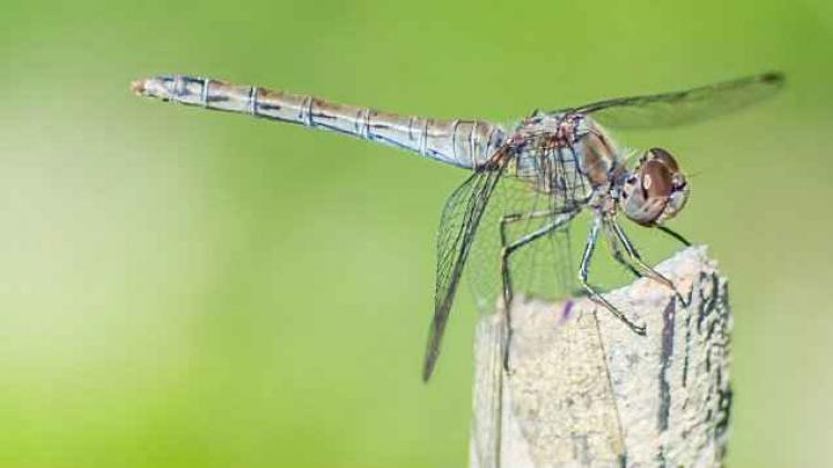 dragonfly-744480_1280 1