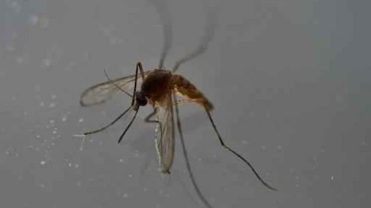 Zikavirus - Amerikaanse wetenschappers ontdekken efficiënte antilichamen tegen zikavirus