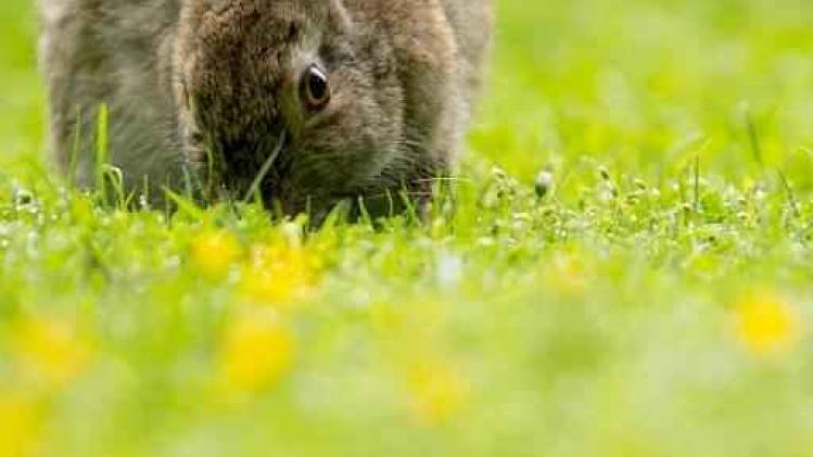 Nieuw konijnenvirus zorgt voor paniek in Europa