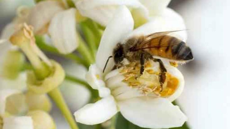Belgisch gezin klaagt Franse eigenaar van bijenkast aan na bijensteken