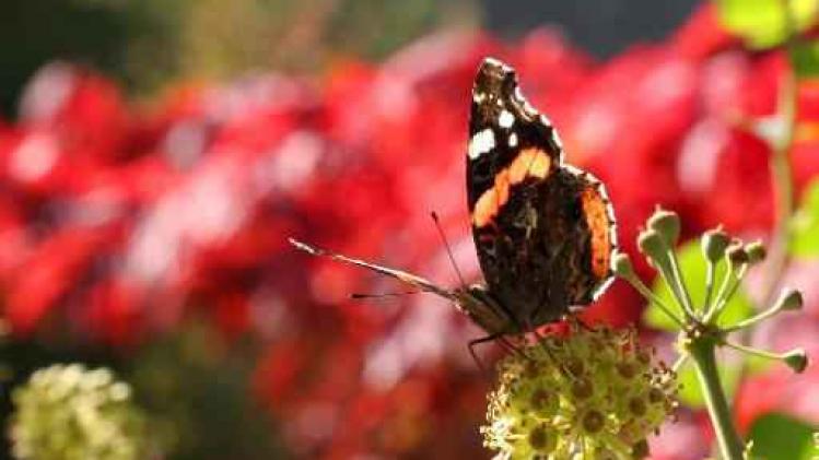 Vlaanderen telt voor tiende keer vlinders in de tuin