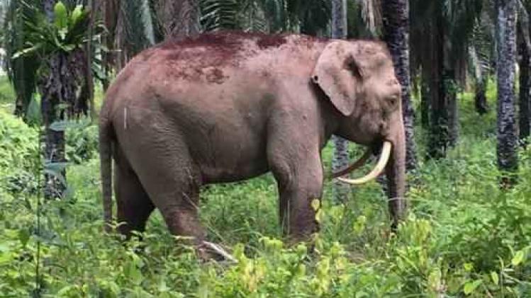 Nieuwe olifantensoort met omgekeerde slagtanden ontdekt in Maleisië