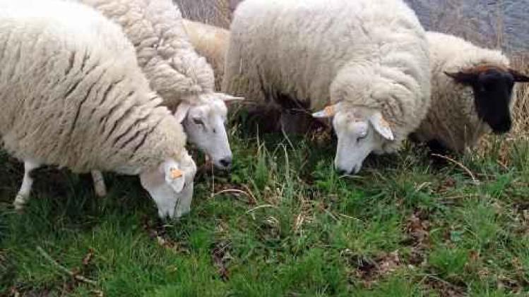 Opnieuw schapen aan Damse Vaart