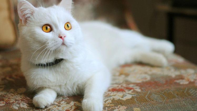 lovely-white-cat-image