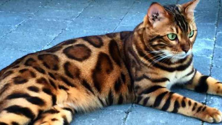 Deze Belgische kat met wondermooie vacht is nieuwste internetsensatie