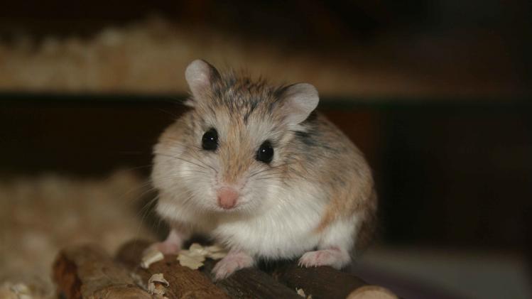 Cute_roborovski_hamster