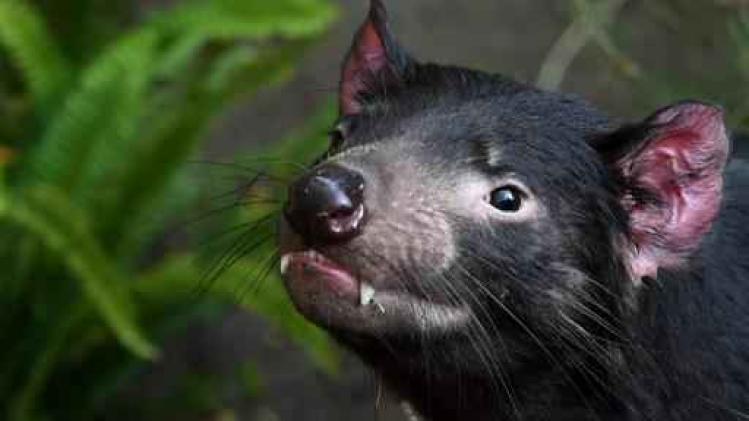 Tasmaanse duivel ontwikkelt genetische resistentie tegen kanker