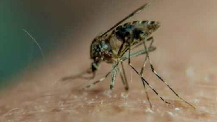 Eerste muggen die drager van zikavirus zijn aangetroffen in VS Eerste muggen die drager van zikavirus zijn aangetroffen in VS