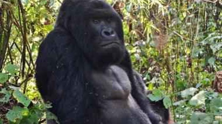 Oostelijke gorilla dreigt uit te sterven