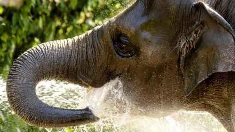 Zeven olifanten sterven in modderpoel op Borneo