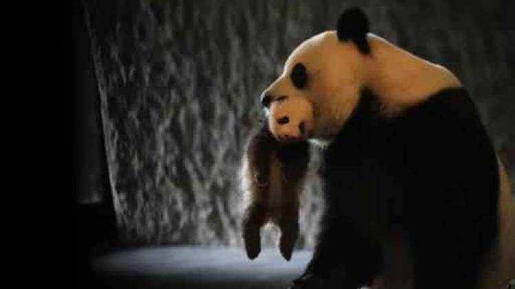 Babypanda in Pairi Daiza heet Tian Bao