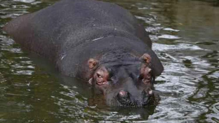 Droogte dwingt Krugerpark 350 nijlpaarden en buffels af te maken