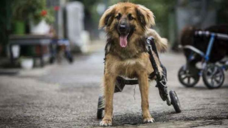 deze-dierenkliniek-maakt-rolstoelen-voor-honden