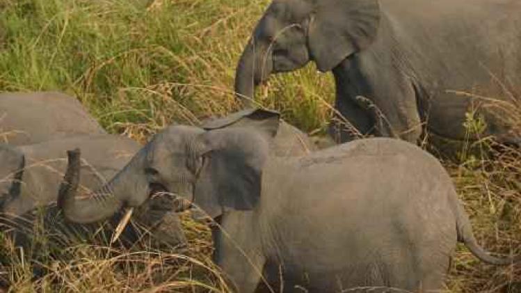 Vijfde minder Afrikaanse olifanten in tien jaar tijd