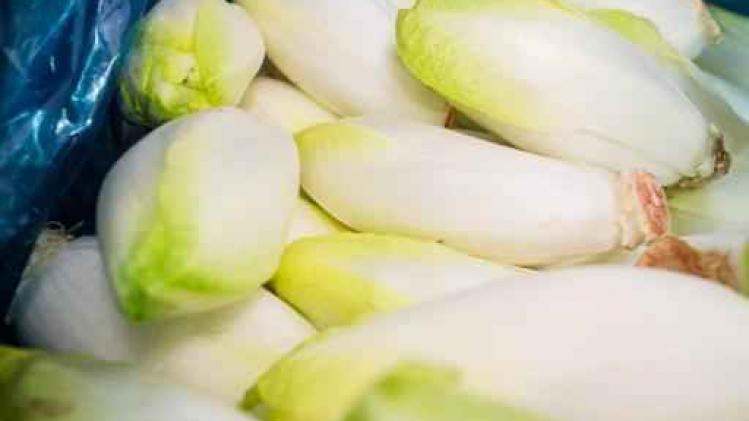 Ook witloofteelt liep schade op door slechte weersomstandigheden