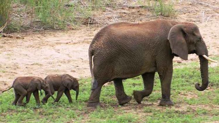 23E886FB00000578-2866935-Baby_joy_The_two_adorable_twin_baby_elephants_and_their_mother_3-a-84_1418129954713