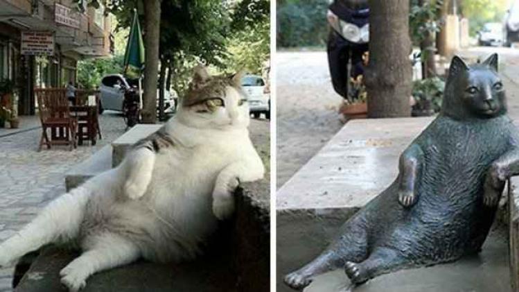 laid-back-cat-statue-tombili-istanbul-8-1