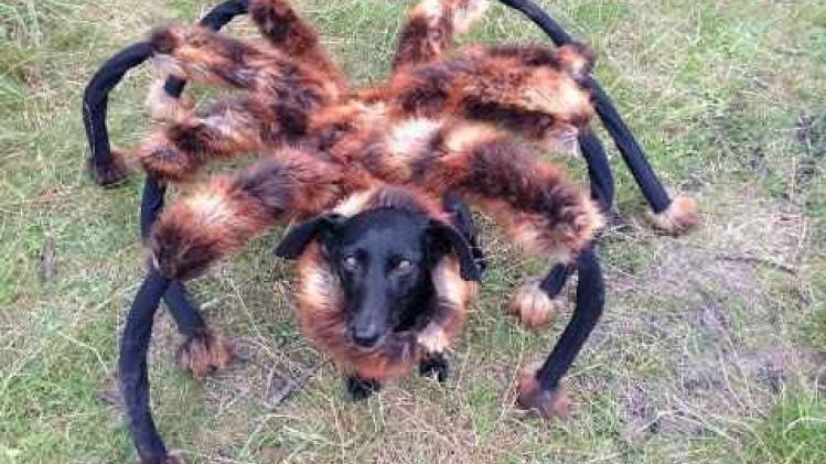 giant-mutant-spider-dog