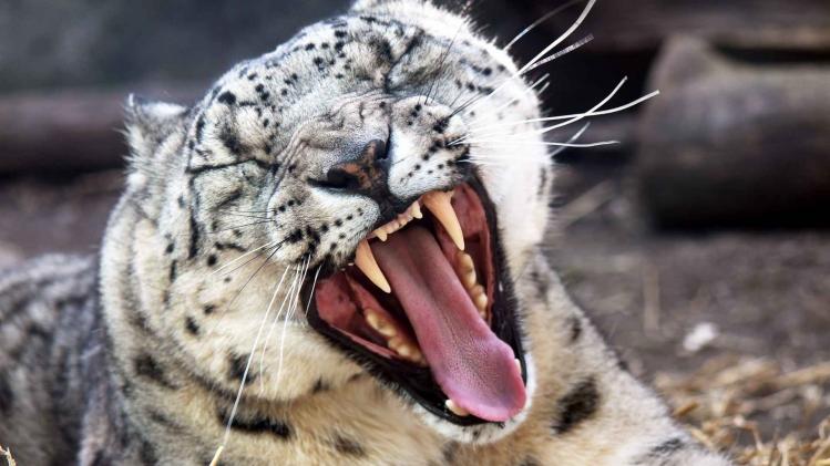 snow-leopard-yawning-1
