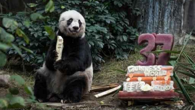 Oudste in gevangenschap levende panda overleden