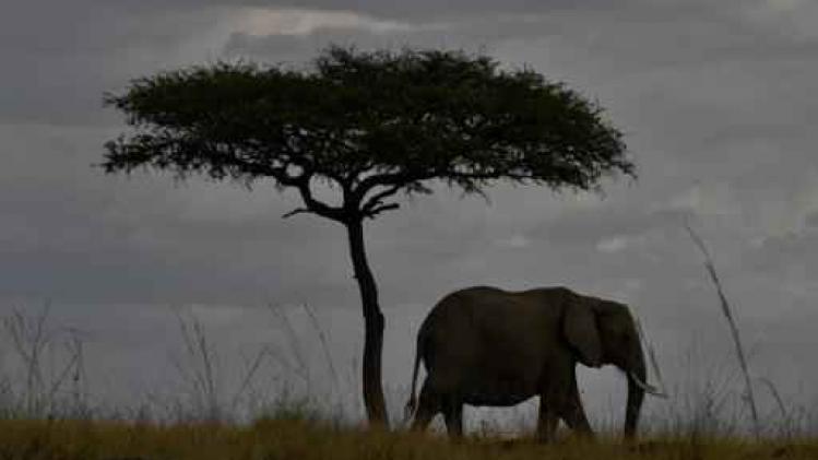 Belgische toerist in Kenia gedood door olifant