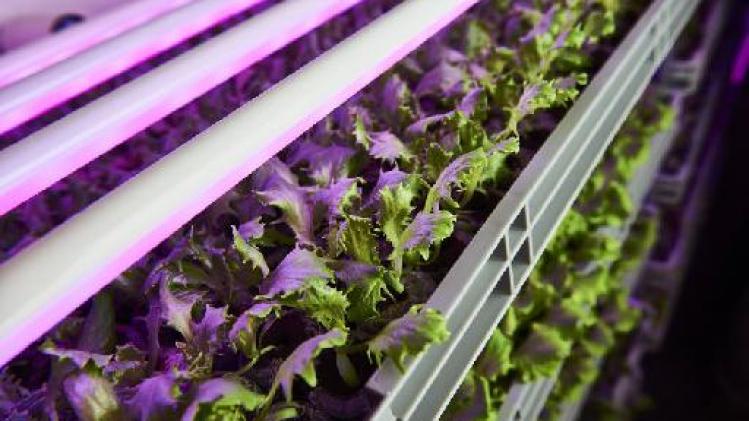 Eerste zelfvoorzienende saladebar plant 20 vestigingen tegen 2020