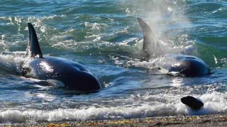 België treedt toe tot internationale coalitie tegen walvisjacht