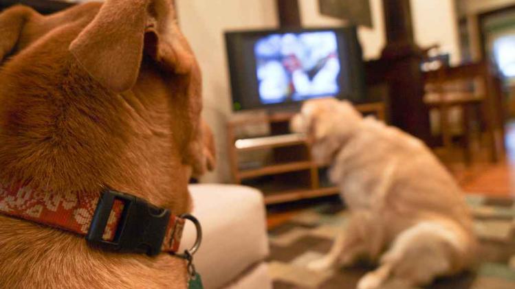 honden-kijken-naar-televisie