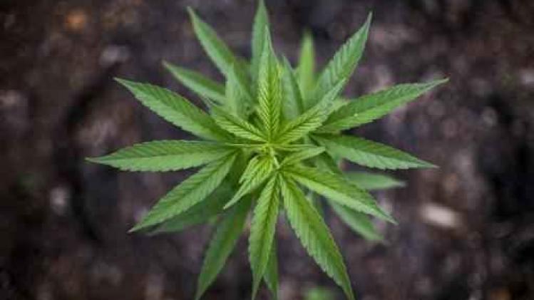 Vier Amerikaanse staten legaliseren gebruik van marihuana