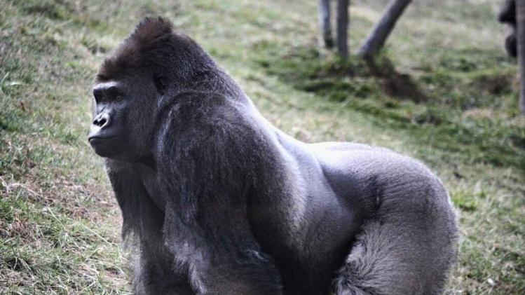 Amerikanen stemden ook op dode gorilla Harambe