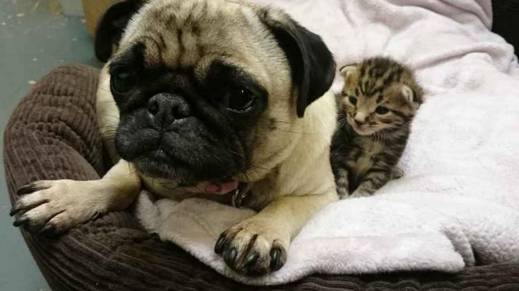 Mopshond adopteert kleine kittens