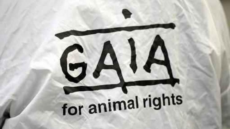 Gaia-onderzoeker gaat undercover en filmt hoe dieren mishandeld worden bij VUB