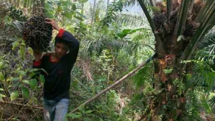 Nog steeds kinderarbeid in palmoliesector