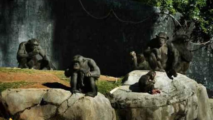 Chimpansees herkennen elkaars billen onmiddellijk
