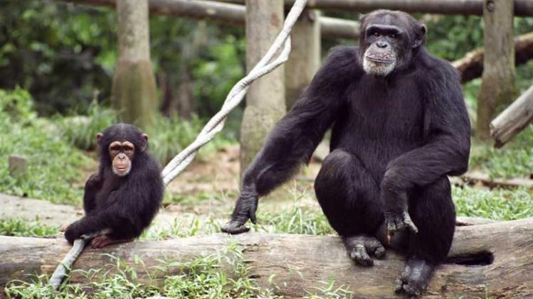 chimpanzees2