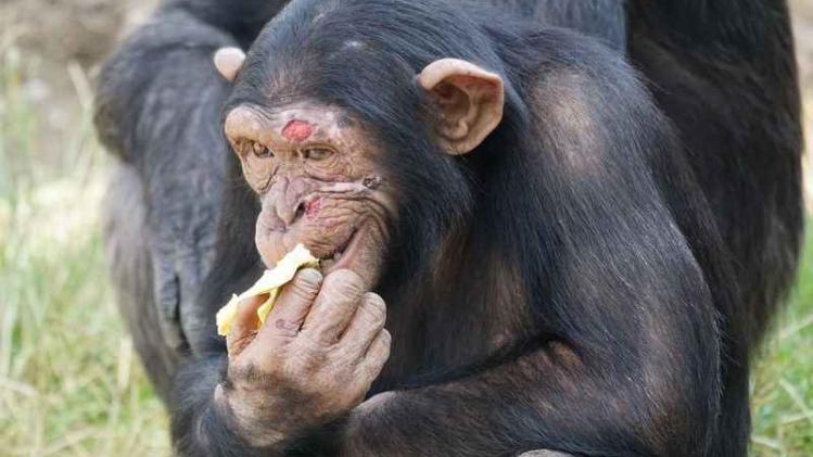Een chimpansee