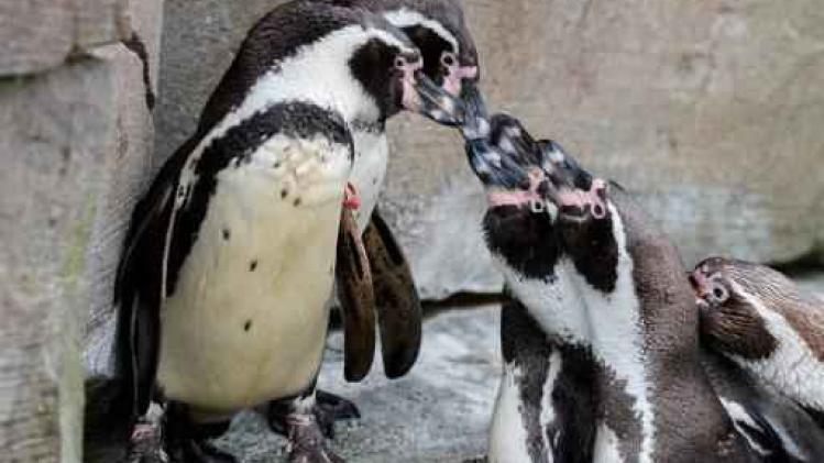 Zeven pinguïns in Canadese dierentuin verdronken