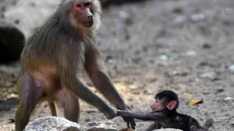 Apen zijn fysiek in staat om te spreken