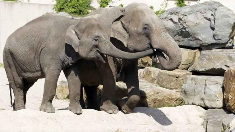 BELGIUM PLANCKENDAEL ZOO ELEPHANT