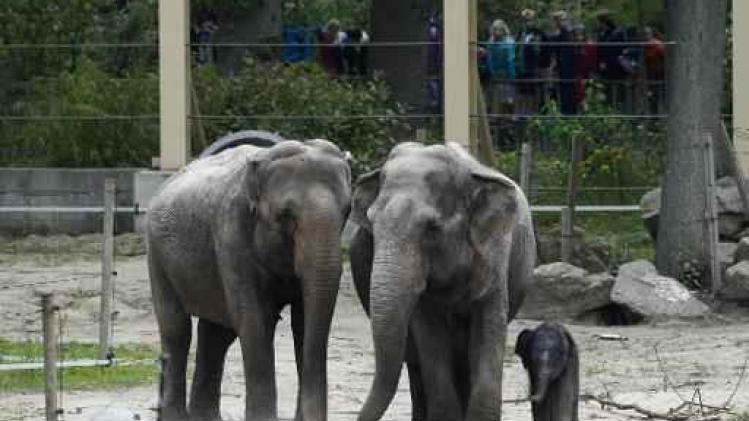 Phyo Phyo maakt toekomstige babyboom bij olifanten van Planckendael compleet