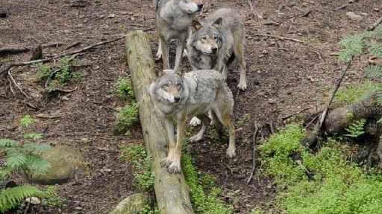 Dierentuindirecteur veroordeeld voor dodelijke wolvenaanval