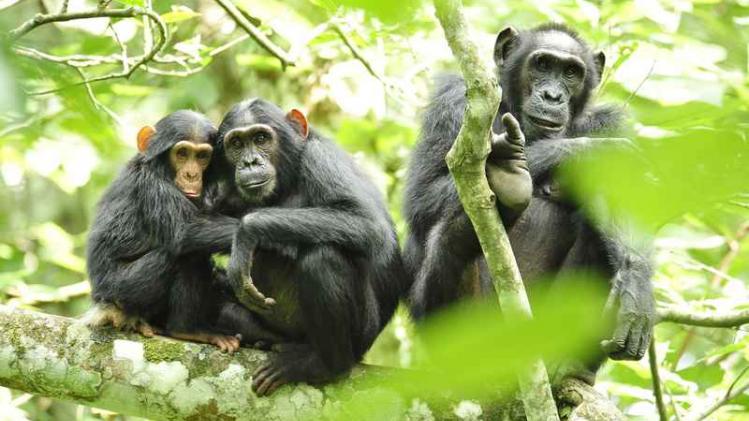 Groep chimpansees