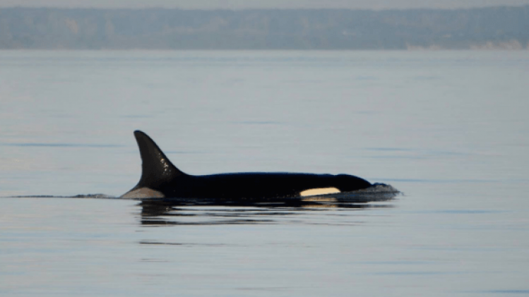 Oudste orka ter wereld sterft op 105-jarige wereld
