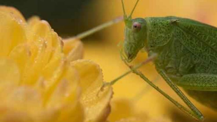 Kempische onderzoekers willen handcrème en lijmen uit insecten ontwikkelen