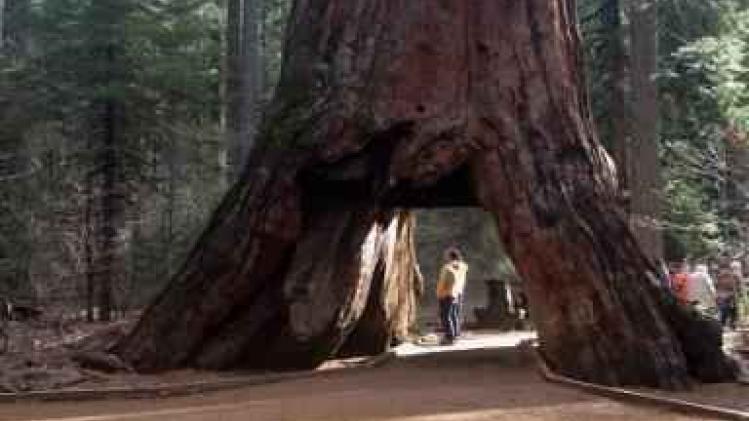 Storm velt iconische sequoia in Californië